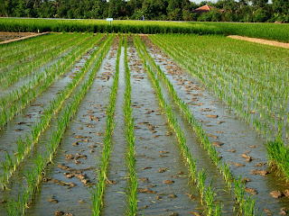 Stunning Landscape Wallpaper Rice Fields