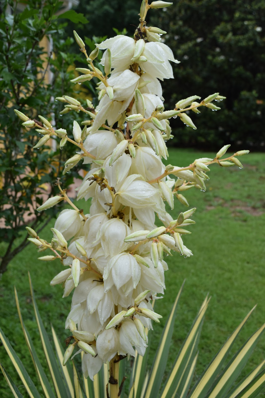 MARIETTE'S BACK TO BASICS Variegated Yucca Lily Blooming