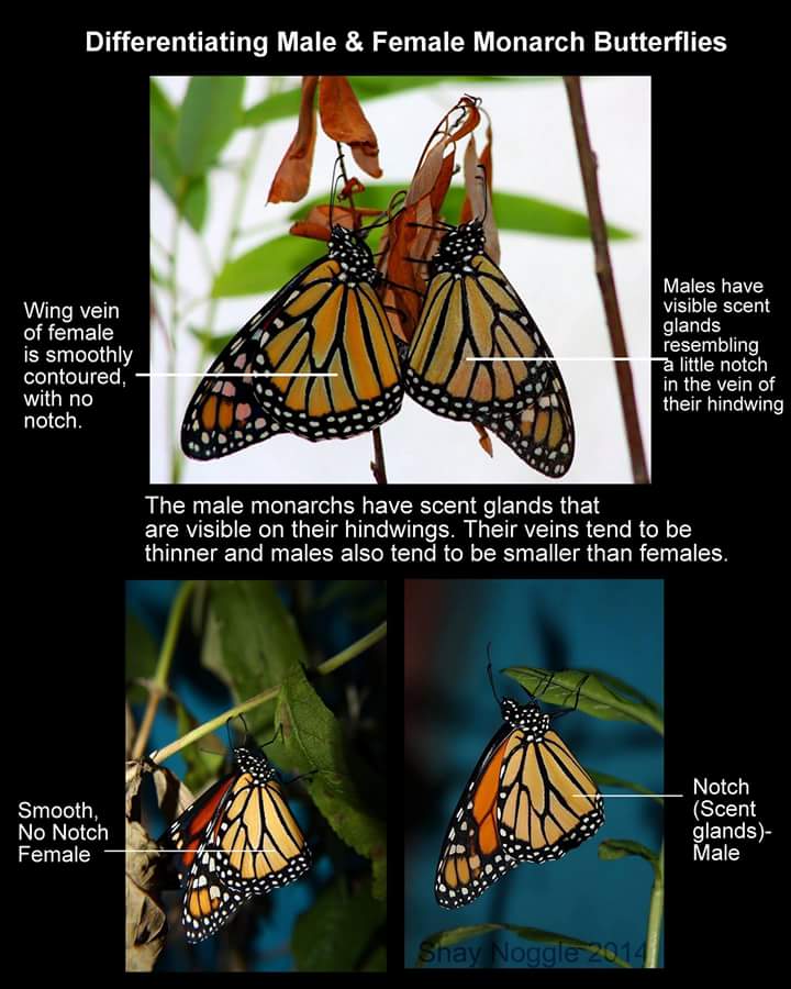 Animals and Kids World Amazon Butterflies Drink Turtle Tears For