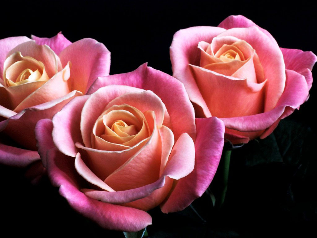 Hybrid Tea Rose 1 ~ Wallpapers and Daily Qoutes