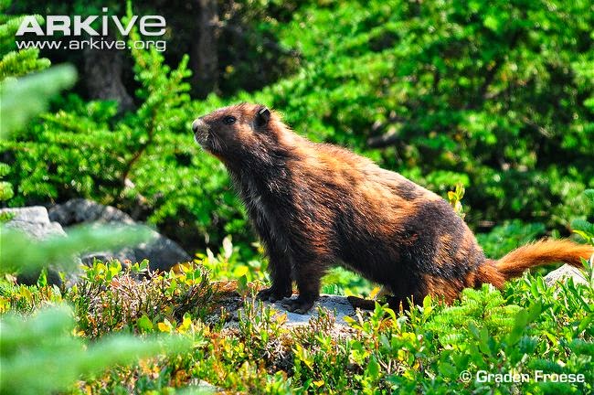 Vancouver island Marmot