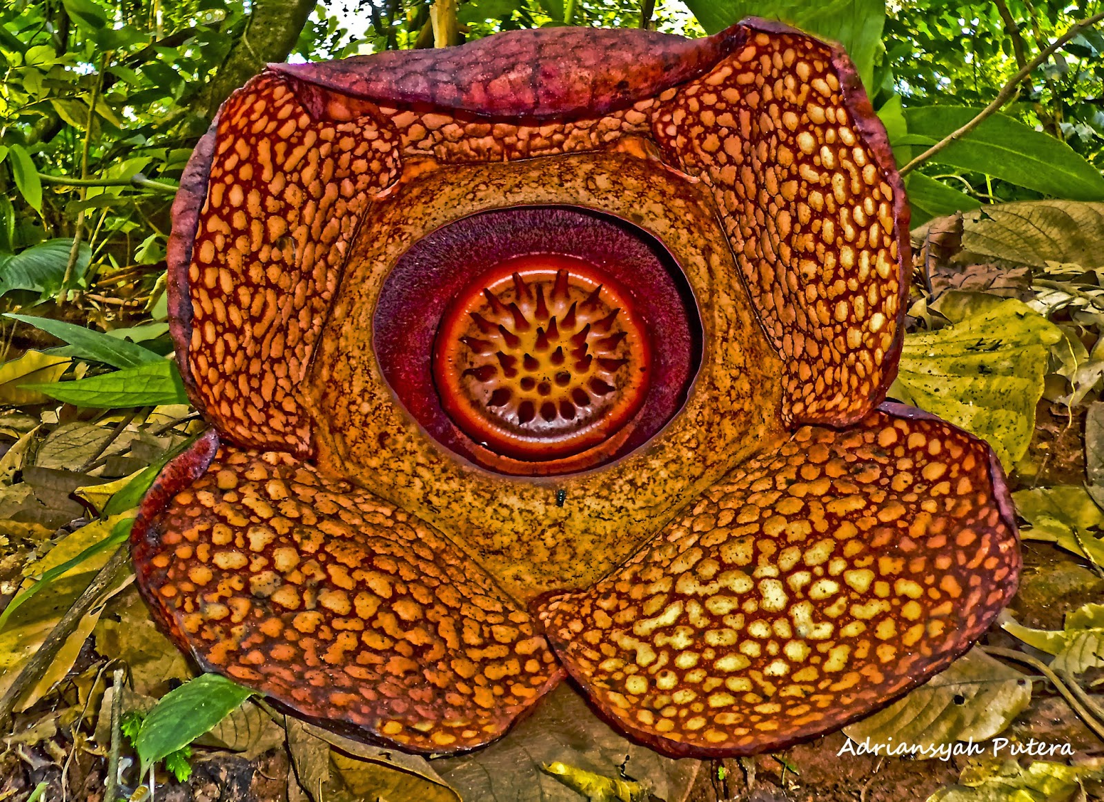 Virtual Adrian The World's Largest Flower Rafflesia Arnoldii