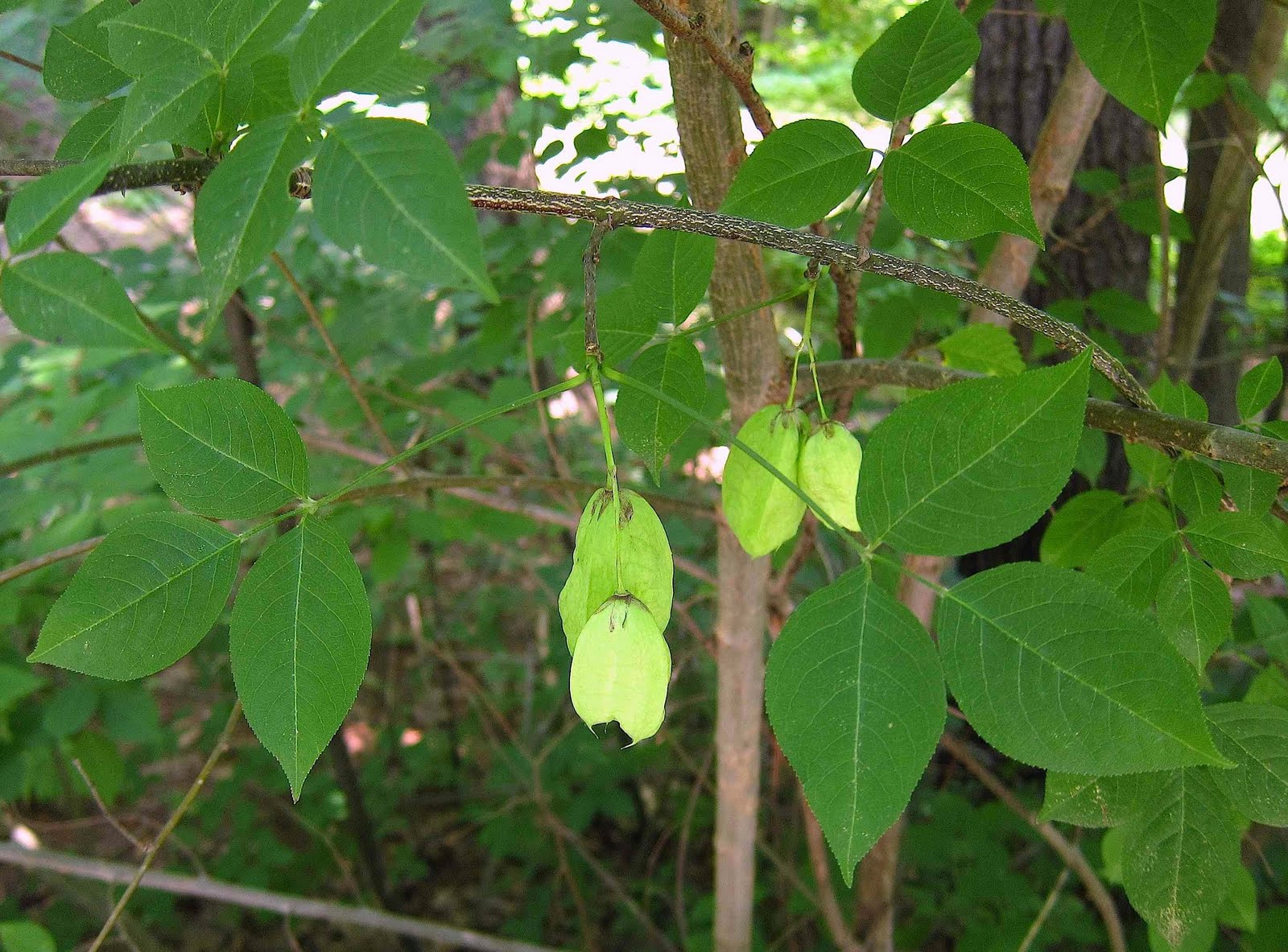 Saratoga woods and waterways: Brief Bits of Botanizing