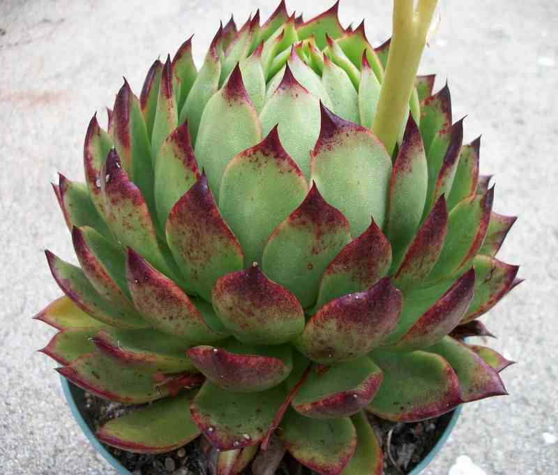 PlantWerkz Crested Molded Wax Agave Echeveria Agavoides