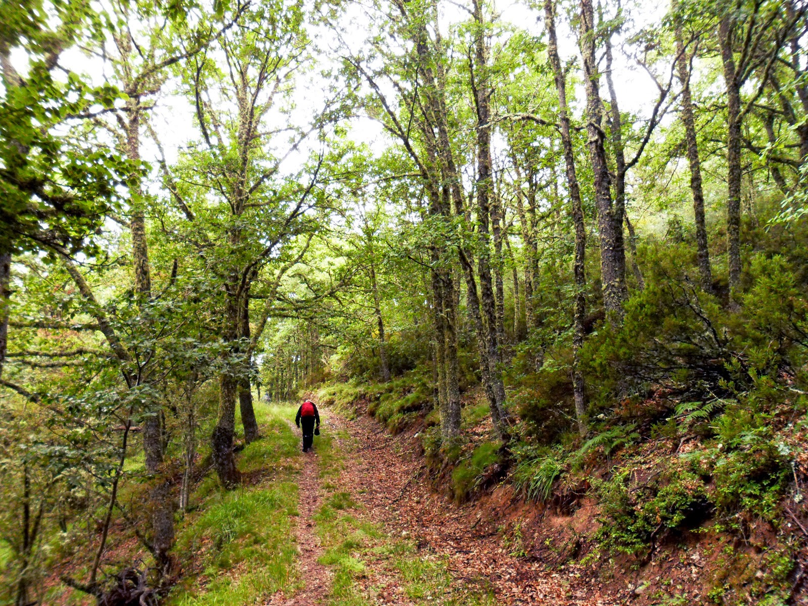 Cumbres de León: julio 2014