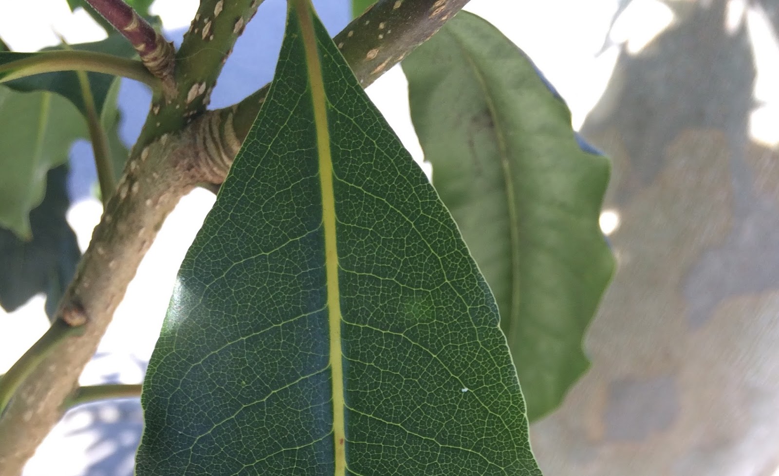Plant Terminology Leaf Bases