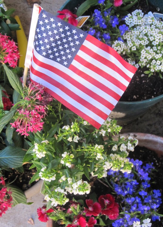 MzTeachuh's Enjoying Cooking and Gardening Red, White and Blue Flowers for the Fourth Garden