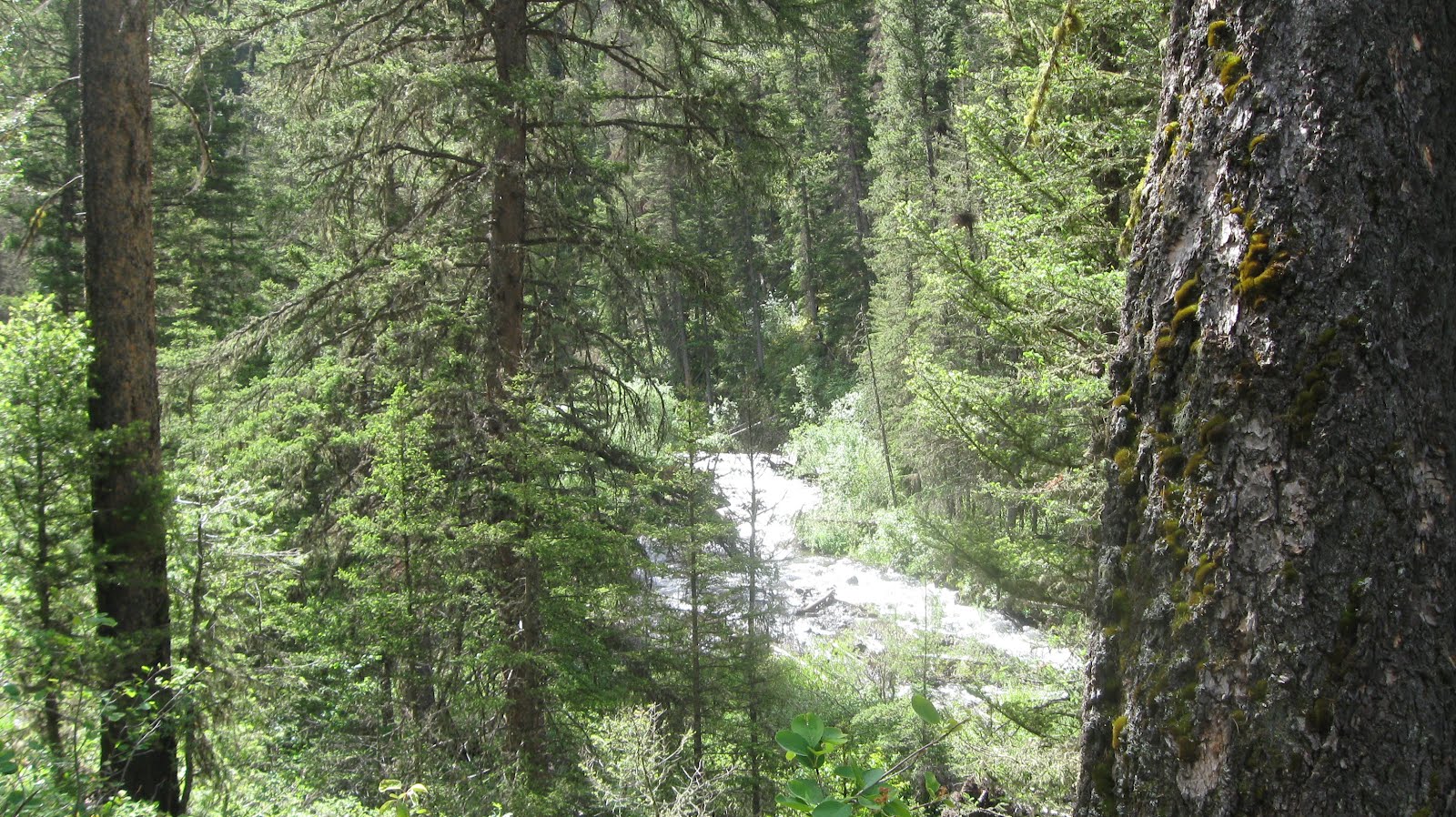 troutbirder Beautiful Swan Creek