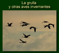 http://iberian-nature.blogspot.com.es/p/ruta-tematica-la-grulla-y-otras-aves.html