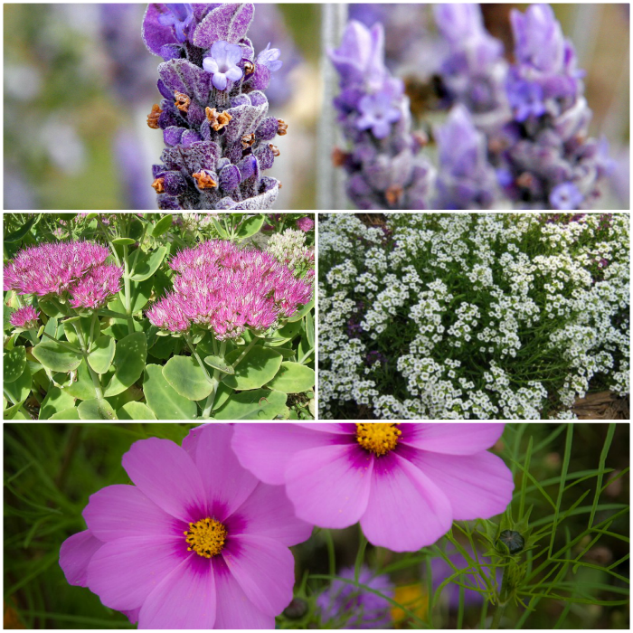 Butterfly Attracting Plants Rustic & Refined