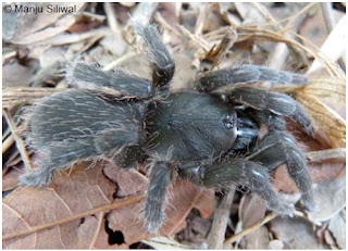 Neoheterophrictus sahyadri, western ghats spider, spiders of karnataka
