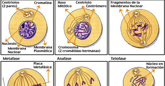 Biología: División Celular: Mitosis