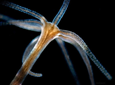 Kelas Hydrozoa Scyphozoa Anthozoa Bacamas Com