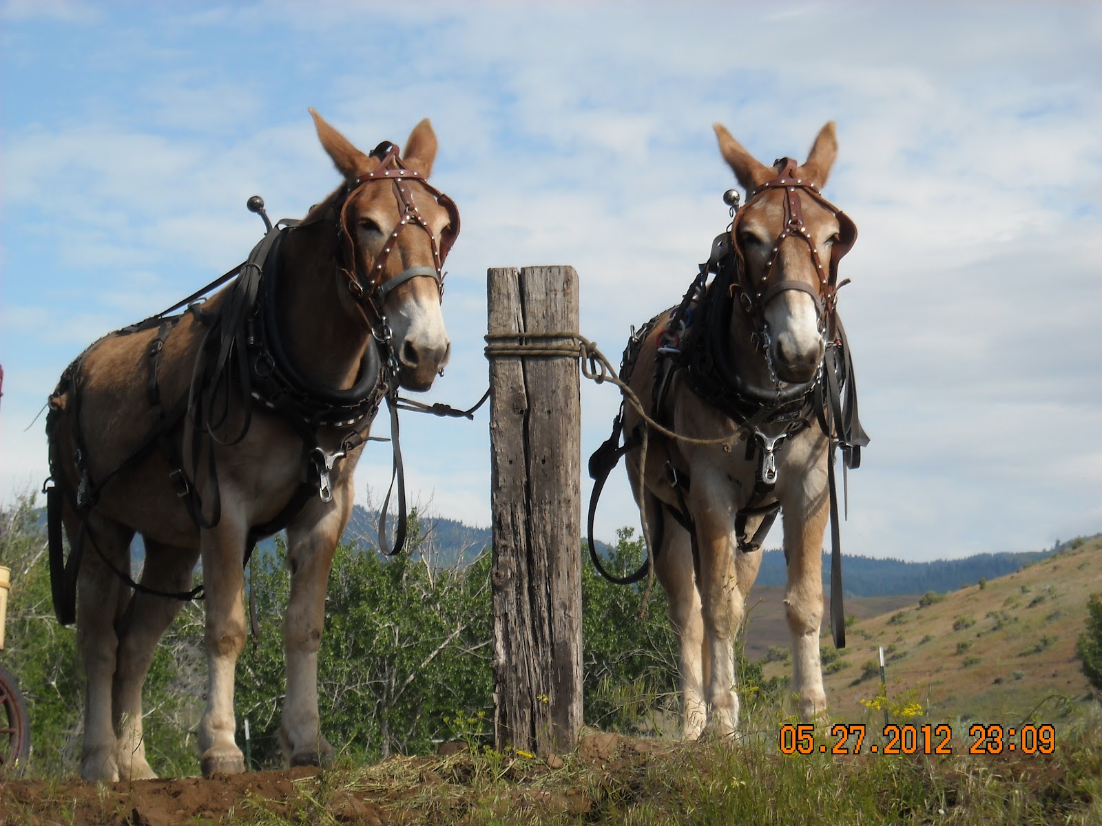 Intermountain Draft Horse and Mule Association Weiser River Wagon Train