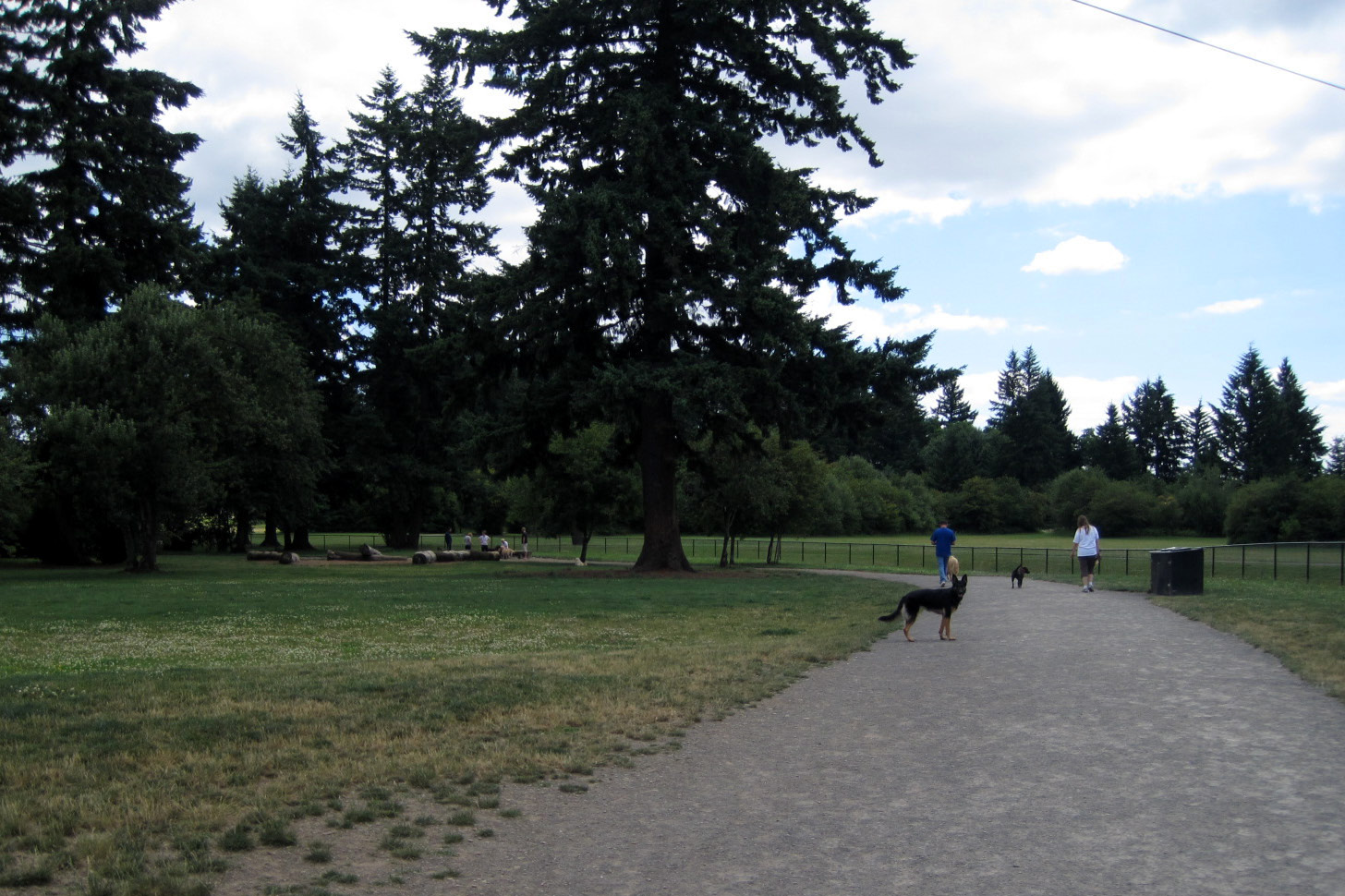 Stuff Saber Does Life of a FullTime German Shepherd Saber Reviews