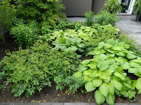 New Greektown Toronto perennial garden by garden muses-not another Toronto gardening blog