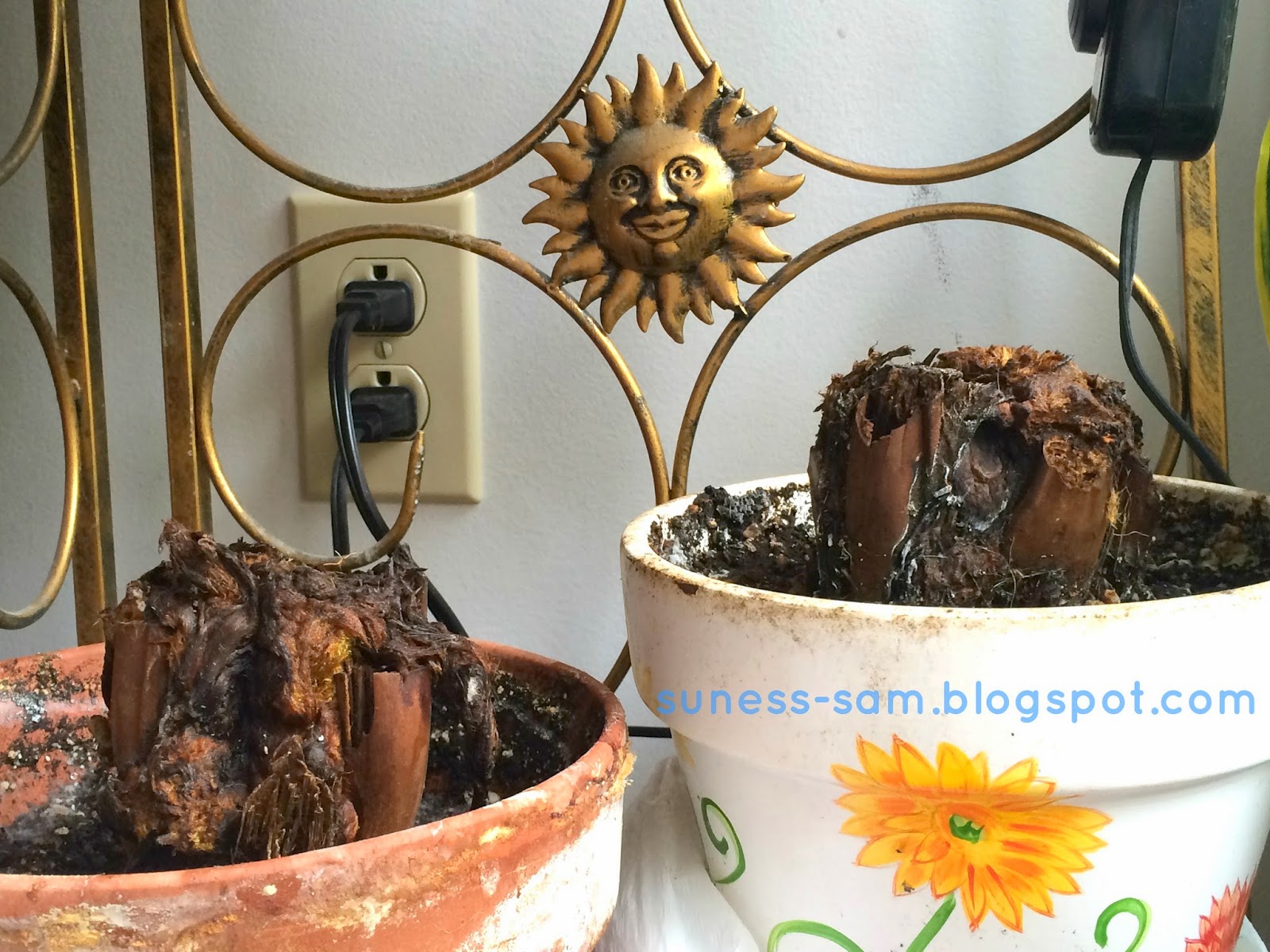 Sudsy Life Hāpu‘u Hawaiian Tree Fern Indoor Care Secrets