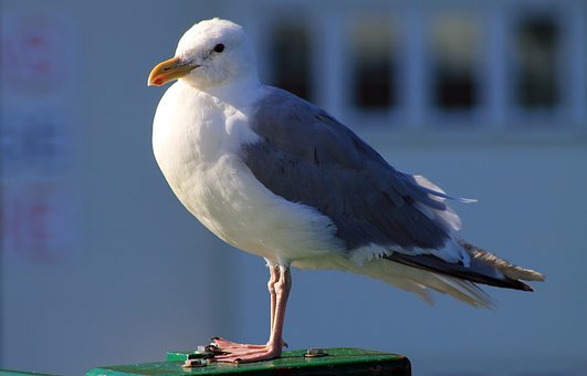 Encyclopedia of Trivia: Gull (or Seagull)