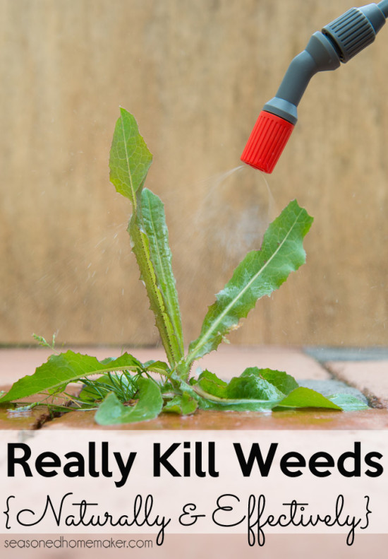 Ways to kill weeds using household ingredients Gardening