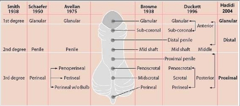 Penis Classification 45