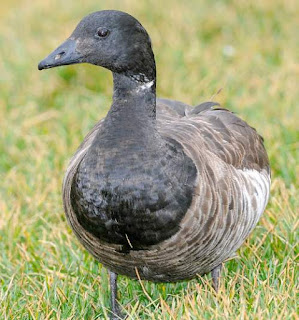 Branta bernicla