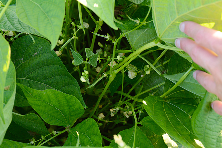 Gardening; Beans | My Darling Days Gardening; Beans | My Darling Days