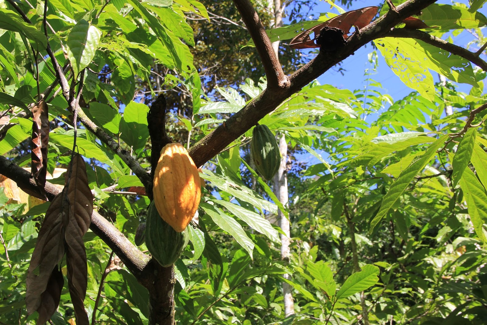 Il Cacao, antidepressivo naturale! Cereali? No Grazie!