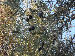 Ripening olives