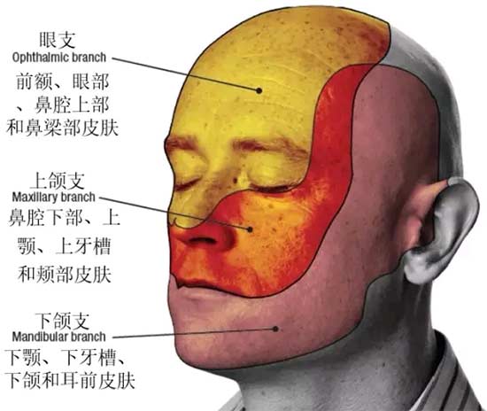 三叉神經分佈和說明