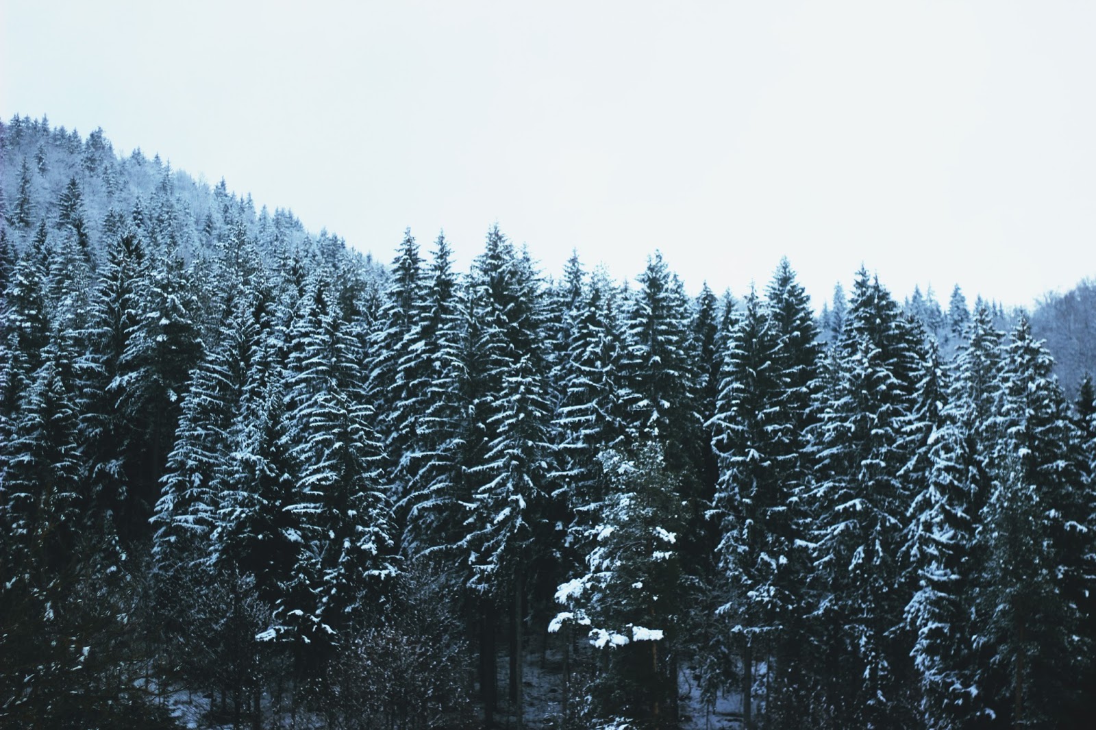 filipa canic blog, youarethepoet, you are the poet blog, winter, forest,
