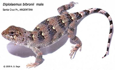reptiles de Argentina Matuasto Diplolaemus bibroni