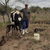 Vaca dá à luz a três bezerros de forma natural em Serrolândia