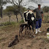 Vaca dá à luz a três bezerros de forma natural em Serrolândia