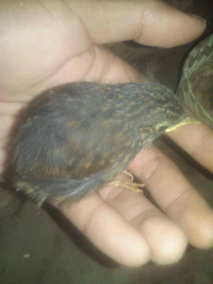 Burung Dijual Jual Anakan Burung Jongkangan Cingcoang Lesser Shortwing Lolohan
