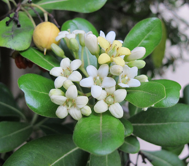 Late To The Garden Party