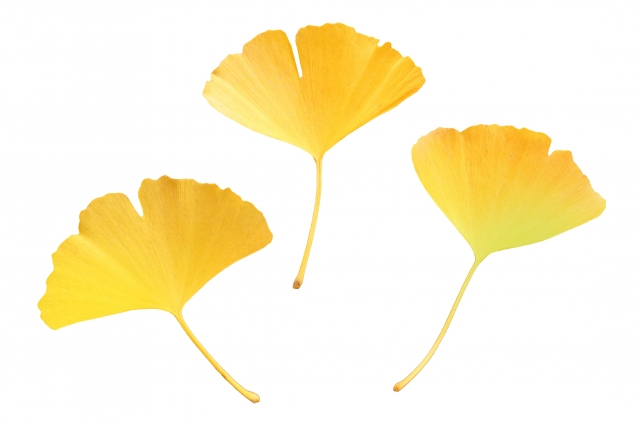 晩秋を彩る黄色の葉 イチョウの花言葉とその由来 パンタポルタ