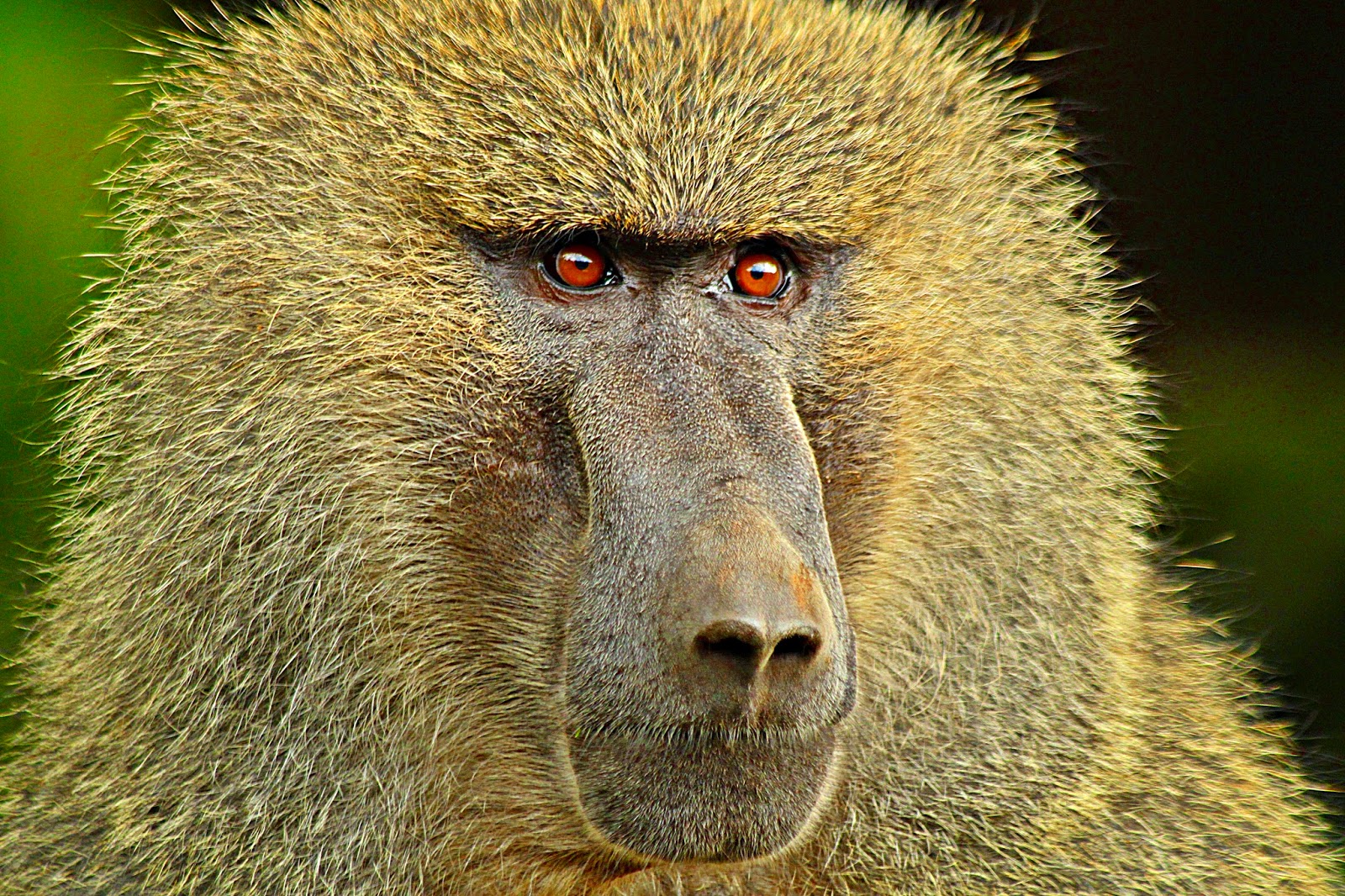 ΚΥΝΟΠΙΘΗΚΟΙ (BABOONS) photos - wallpapers | the fun bank