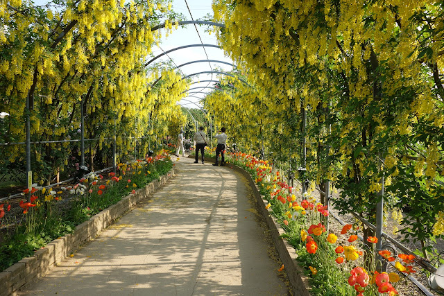 Ashikaga Flower Park yellow wisteria