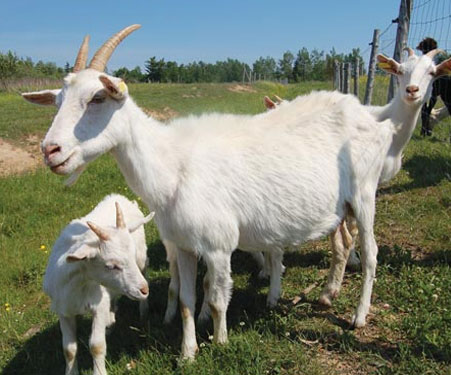 Kambing