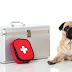 5 Signals That Your Dog Requires Emergency 
