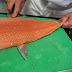 Farmed Salmon — One of the Most Toxic Foods in the World