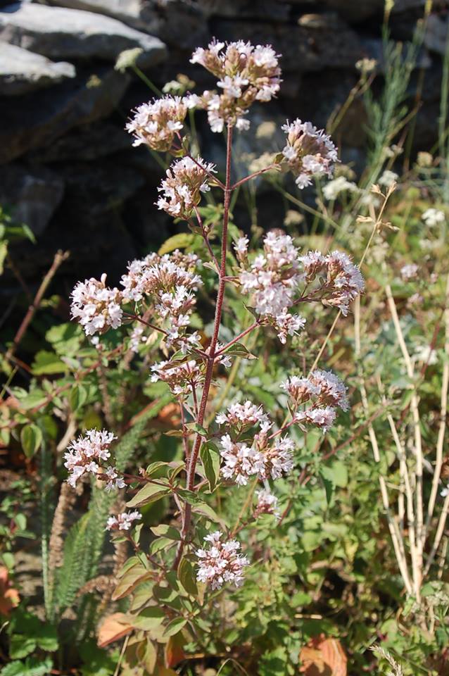 Oregano Wild marjoram Origanum vulgare Macedonia Nature