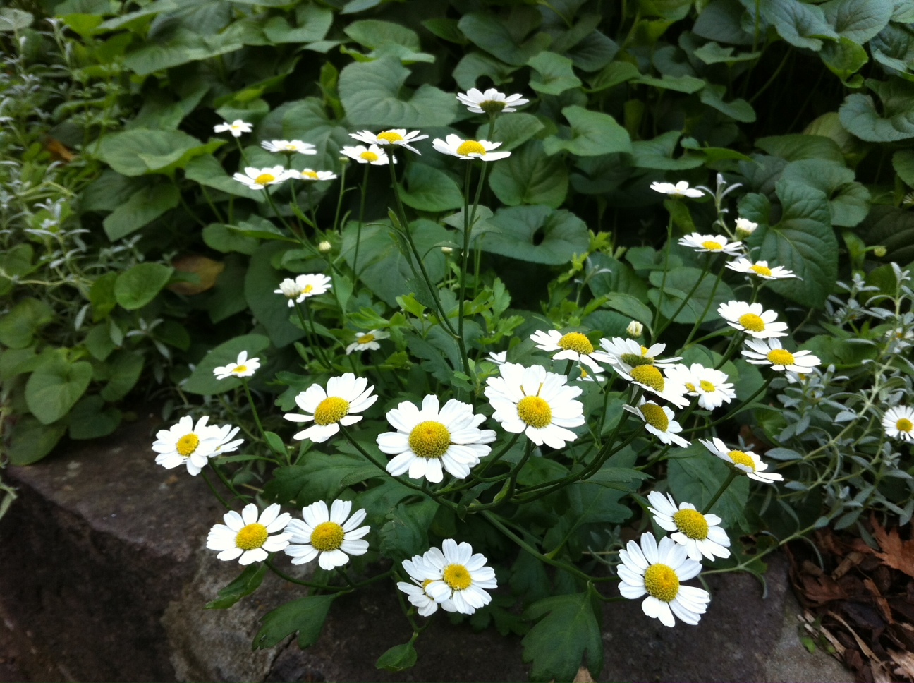 Gina's blog Feverfew (Tanacetum parthenium)