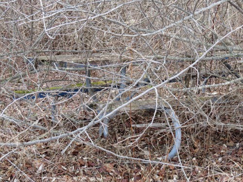 picnic table in a thicket