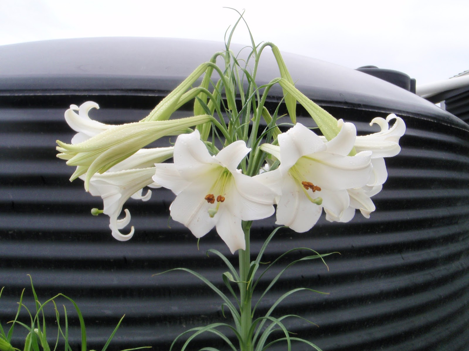cabbage tree farm Tall white Japanese lily