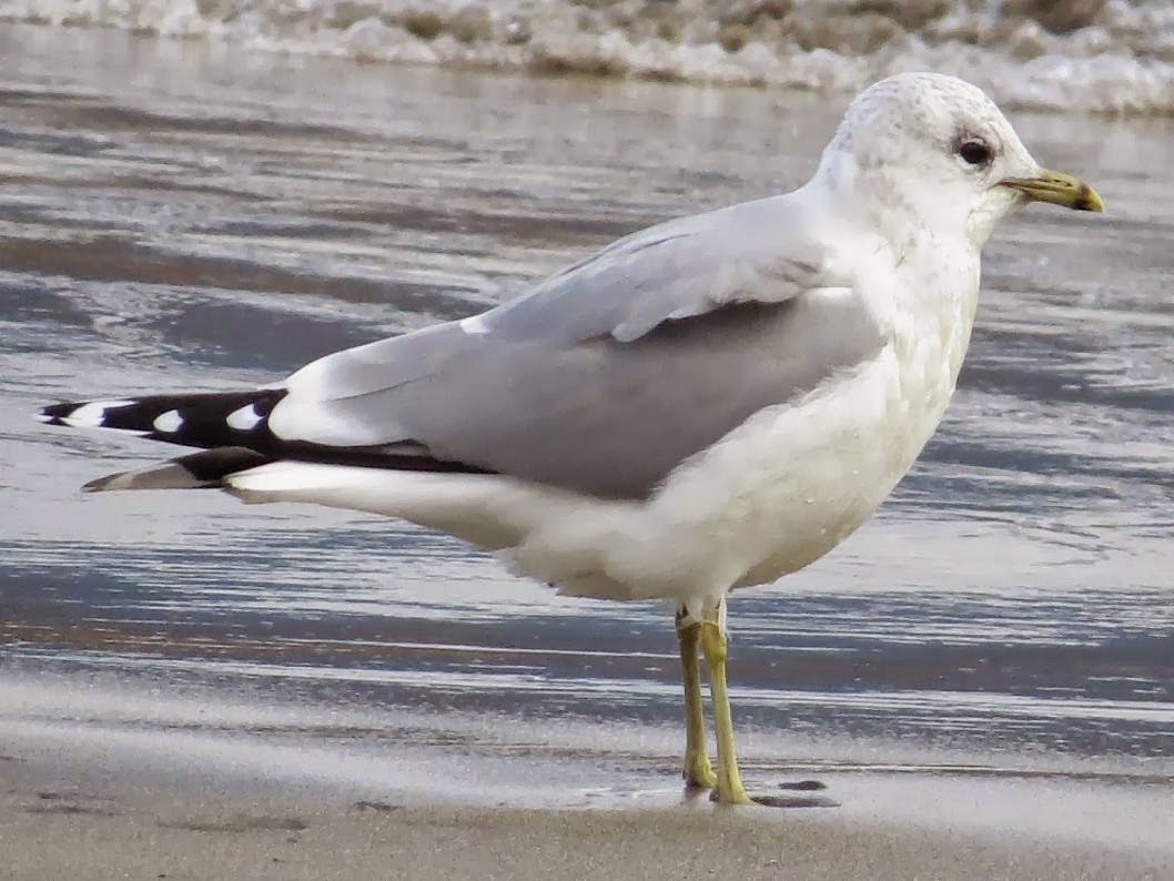 (Larus canus)Common gull / Gaviota cana / Kaio mokohoria