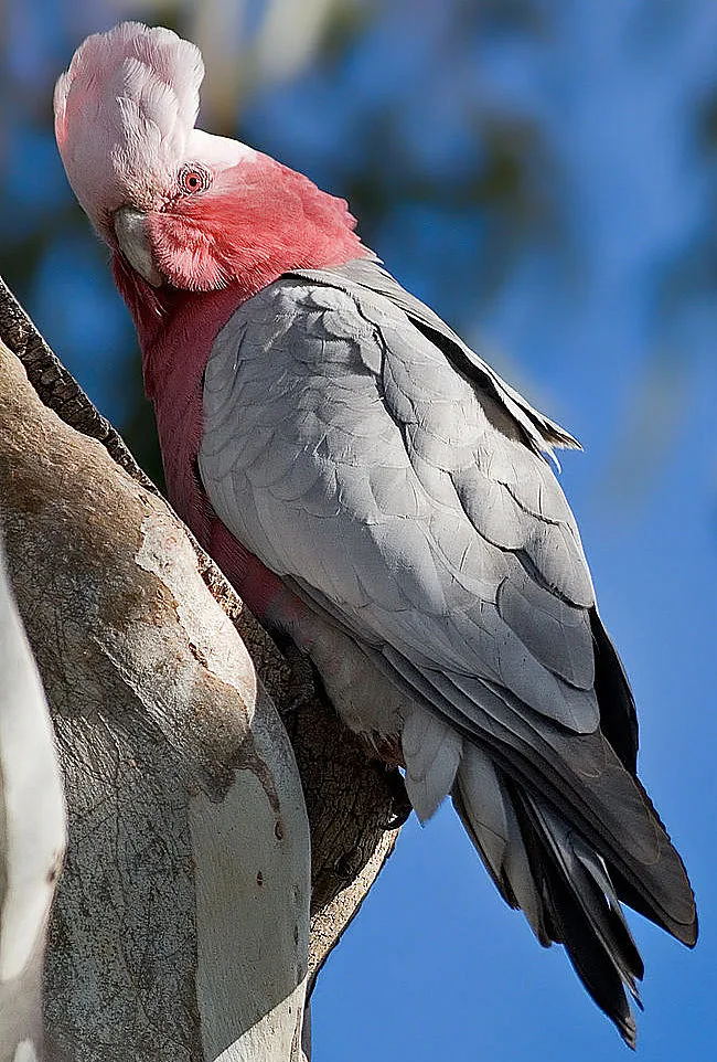 Exquisite Australia's Favourite Bird Named - As It Happened Picture for Mobile