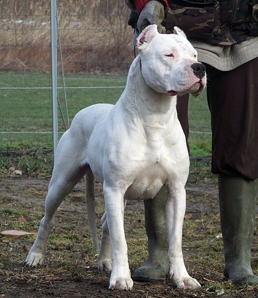 Banned Dog Breeds Uk Banned Dog Breeds Uk