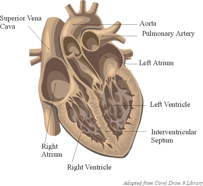 Anatomy - កូនខ្មែរសំរាប់អ្នក