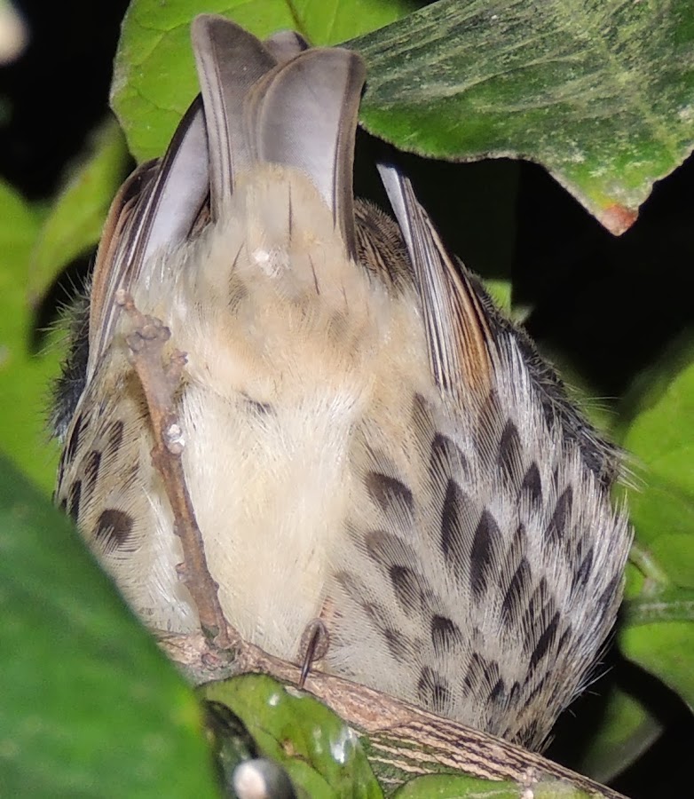 PASSER HISPANIOLENSIS